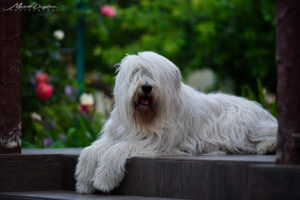 artemida - DSC_9115
