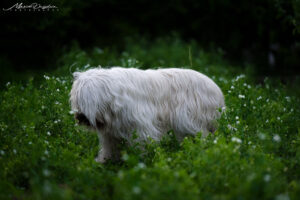 artemida - DSC_8958