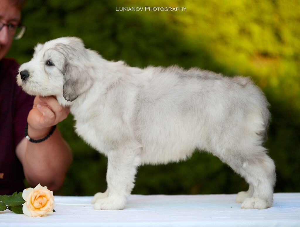alan-vedma - LM_249