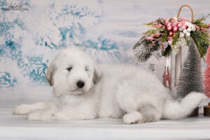 borey-artemida - DSC_3347