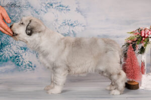 borey-artemida - DSC_3415