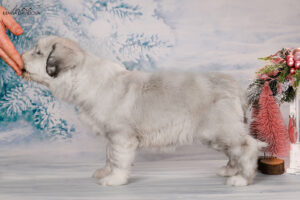 borey-artemida - DSC_3425