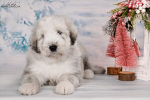 borey-artemida - DSC_3437