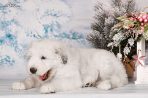borey-artemida - DSC_3503