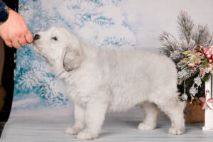borey-artemida - DSC_3512