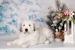 borey-artemida - DSC_3559