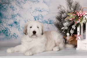 borey-artemida - DSC_3561