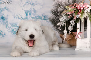borey-artemida - DSC_3566