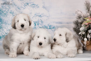 borey-artemida - DSC_3584