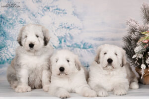 borey-artemida - DSC_3587