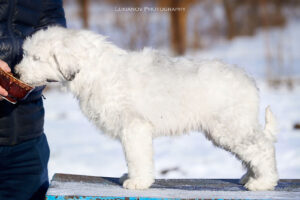 borey-artemida - LM__0068