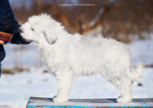 borey-artemida - LM__0074