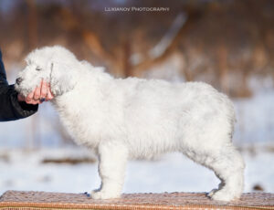 borey-artemida - LM__0140