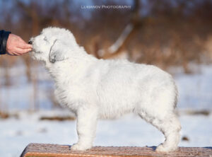 borey-artemida - LM__0250