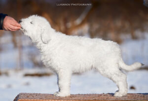 borey-artemida - LM__0315