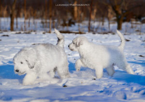 borey-artemida - LM__0519