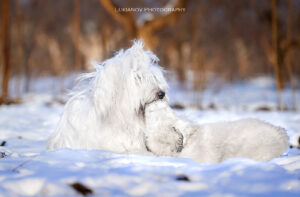 borey-artemida - LM__0540
