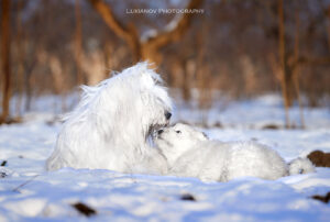 borey-artemida - LM__0545