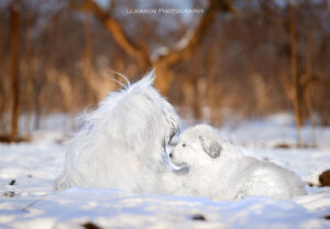 borey-artemida - LM__0547