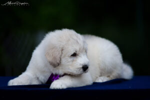borey-atlanta - DSC_8202