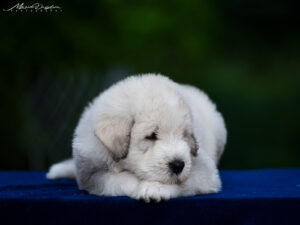 borey-atlanta - DSC_8548