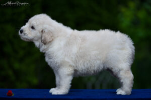 borey-atlanta - DSC_8640