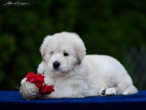 borey-atlanta - DSC_8682