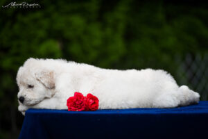 borey-atlanta - DSC_8697