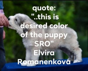2020.07.23-Romanenkova - puppy_color