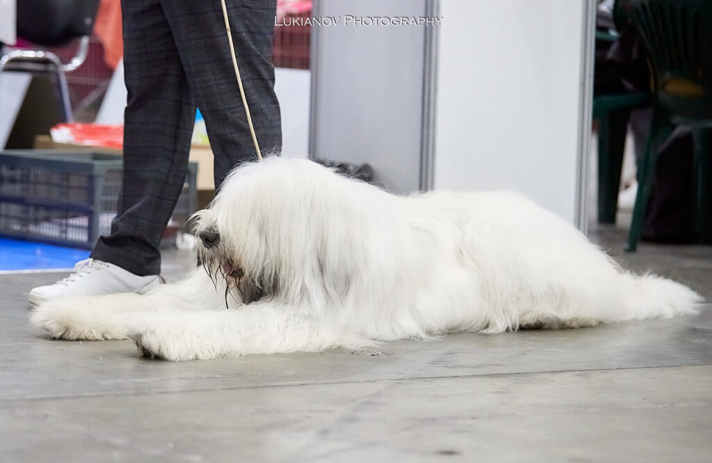 2021.08.27-29-Kiev-CACIB - LM1_02023
