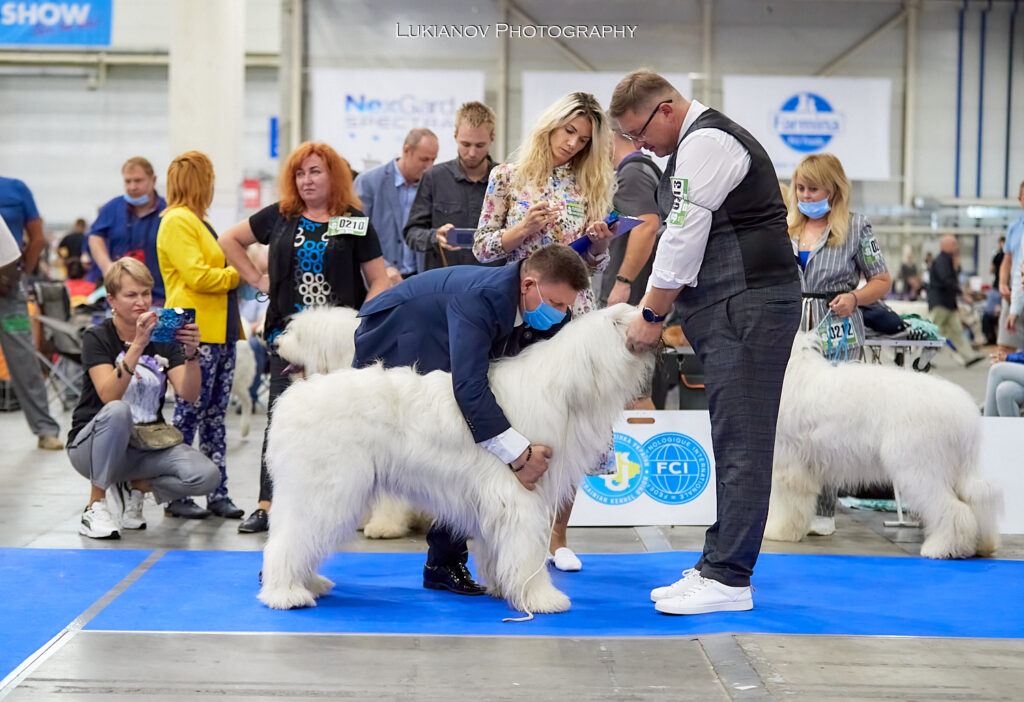 2021.08.27-29-Kiev-CACIB - LM1_02027